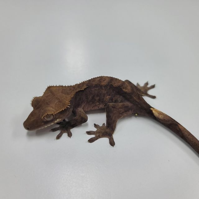알티 챠콜