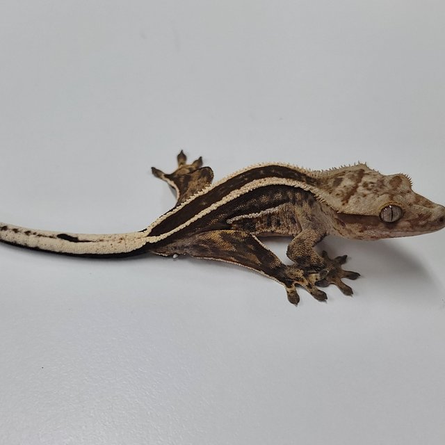 슈퍼스트라이프