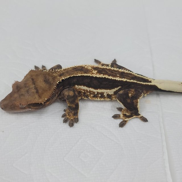 슈퍼스트라이프