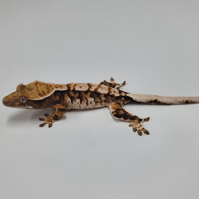 텐저린 트라이 익스트림할리퀸