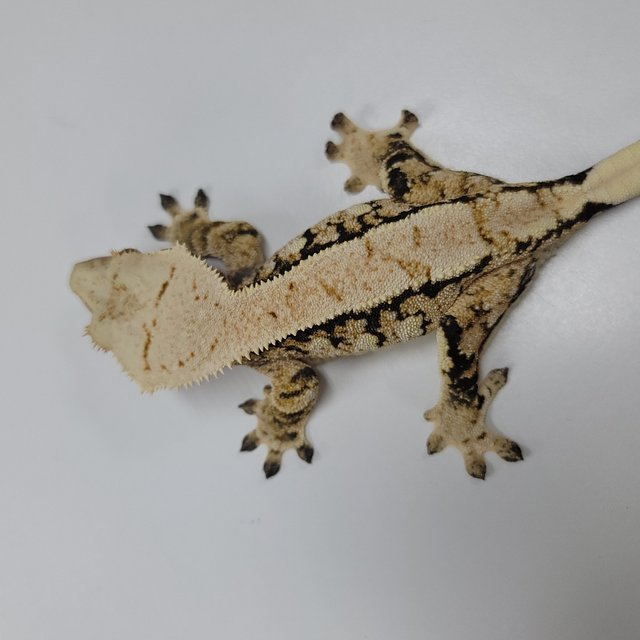 트라이 익스트림할리퀸 드리피