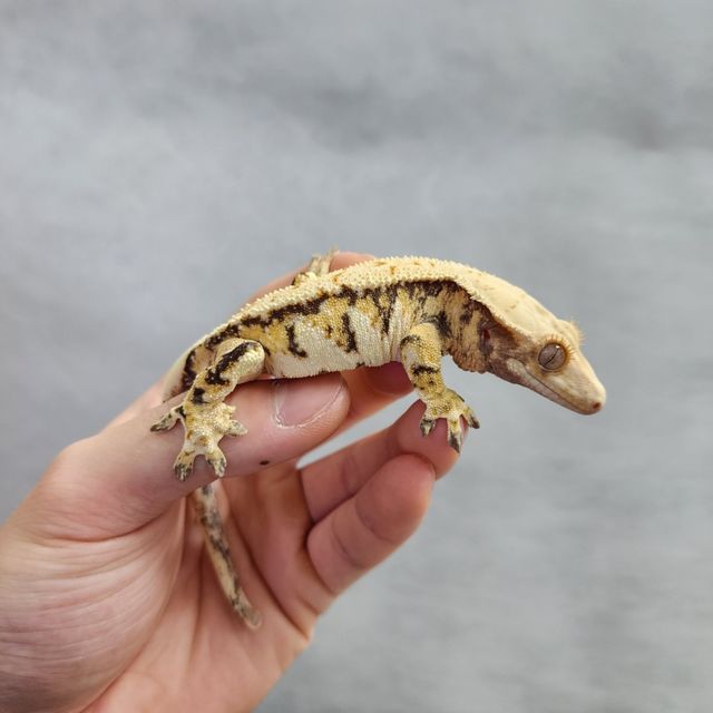 바브