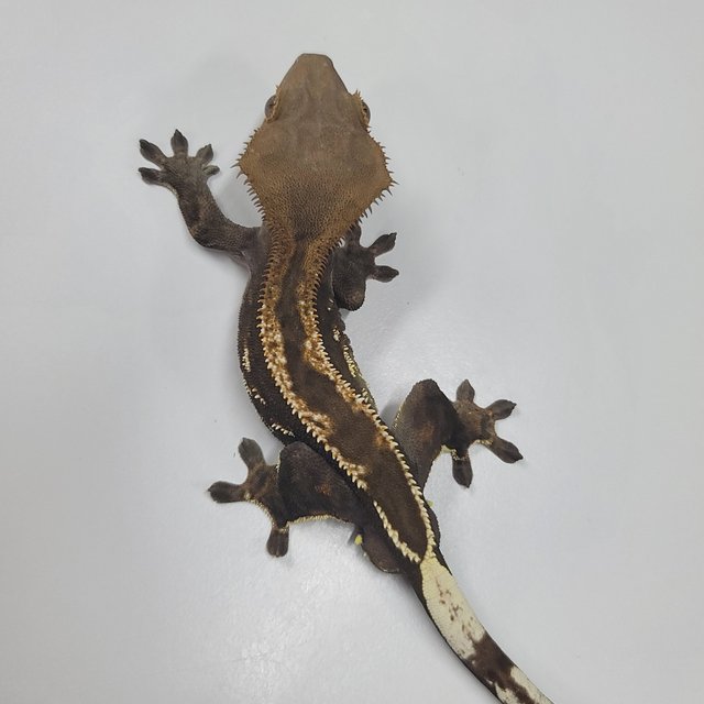 슈퍼스트라이프