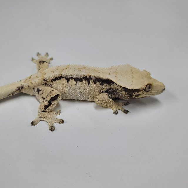 드리피 화이트스팟