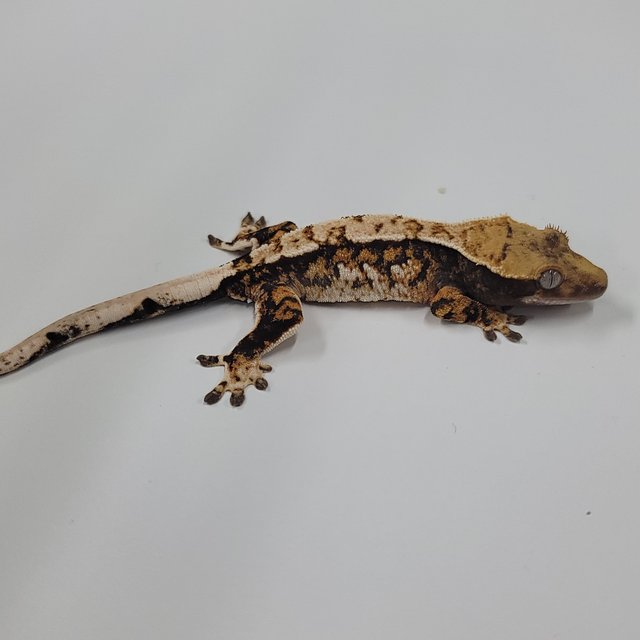 트라이 익스트림할리퀸