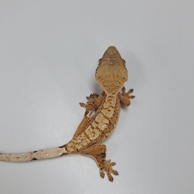 텐저린 트라이 익스트림할리퀸