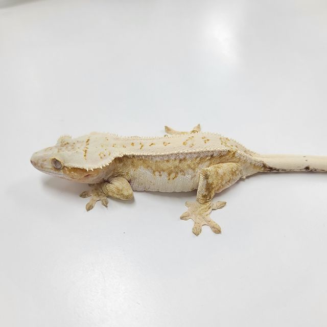 크림시클