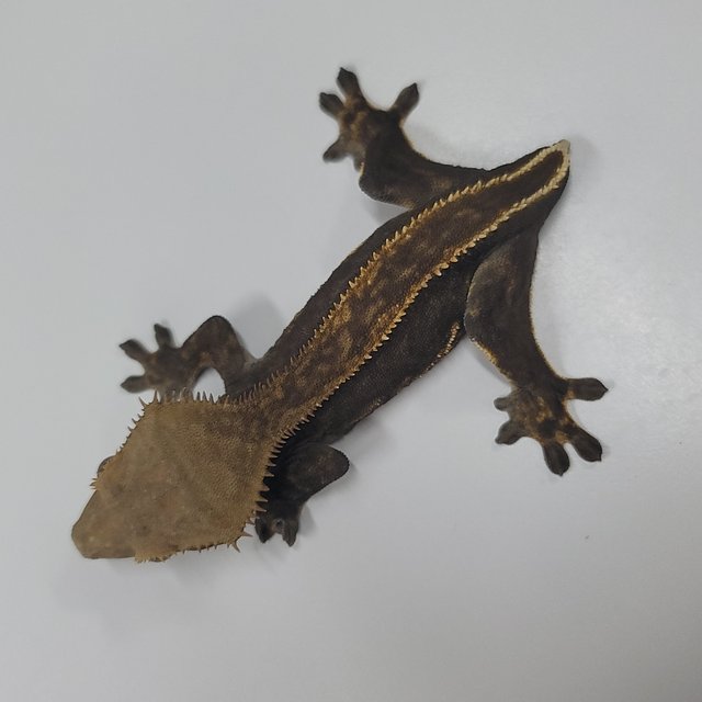 슈퍼스트라이프