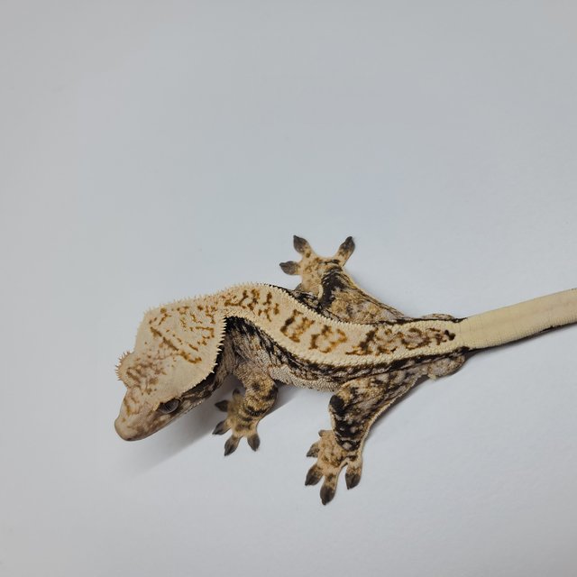 화이트핀 쿼드 트라이