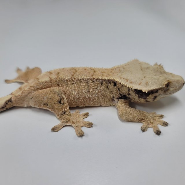 드리피 화이트스팟