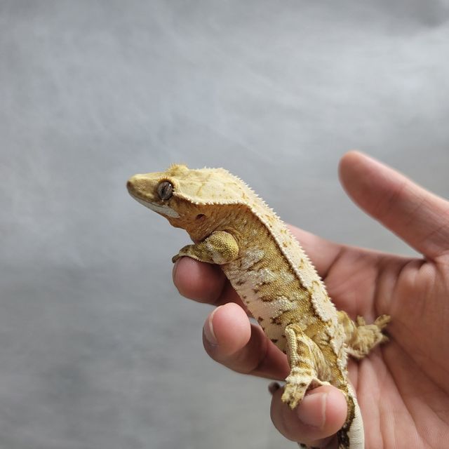 크림시클
