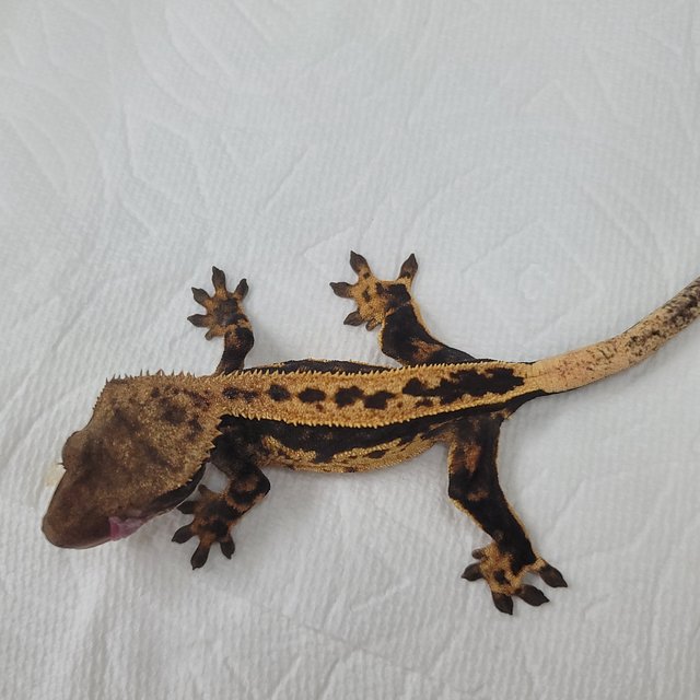 슈퍼스트라이프