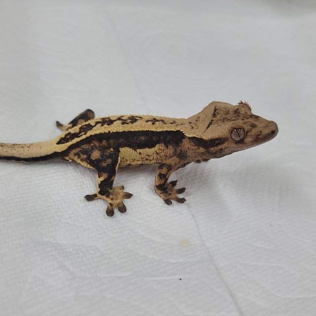 슈퍼스트라이프