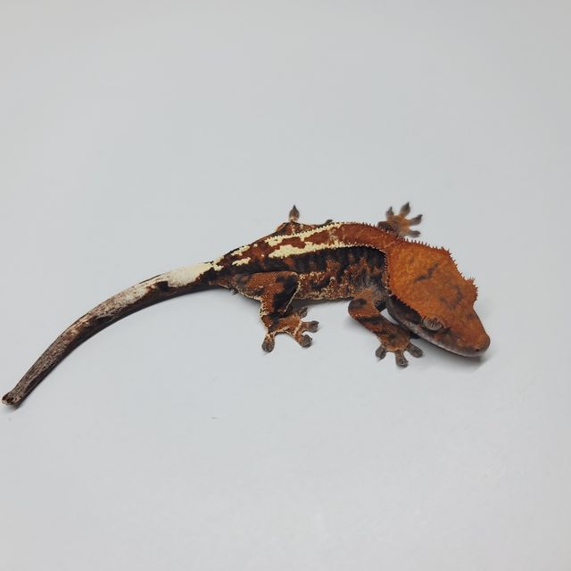 텐저린 카푸치노