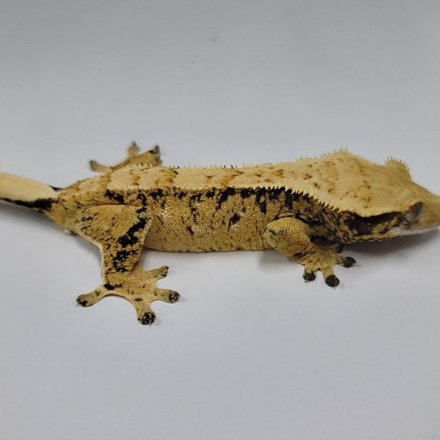 트라이 익스트림할리퀸