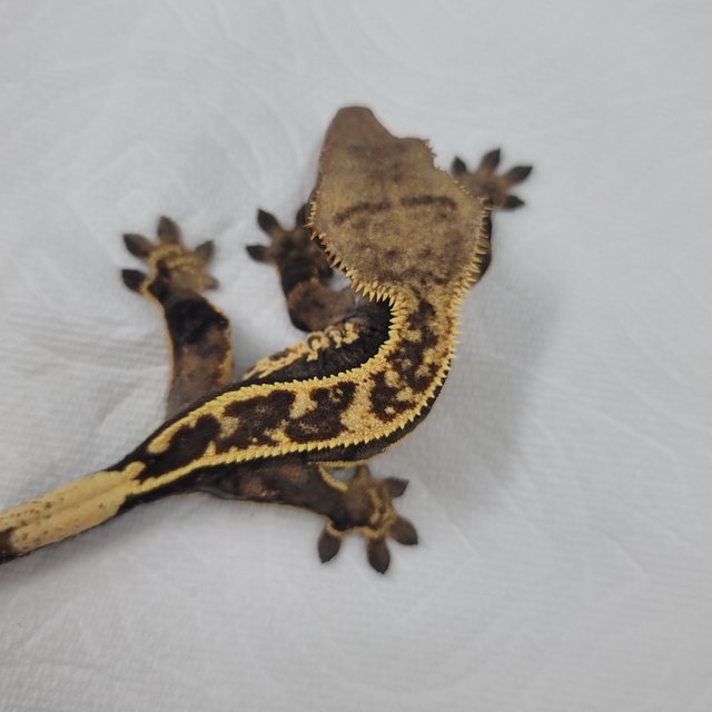 슈퍼스트라이프