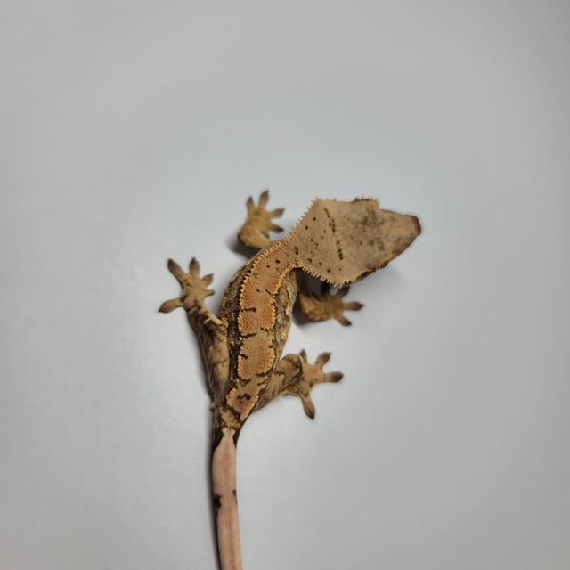 크림시클