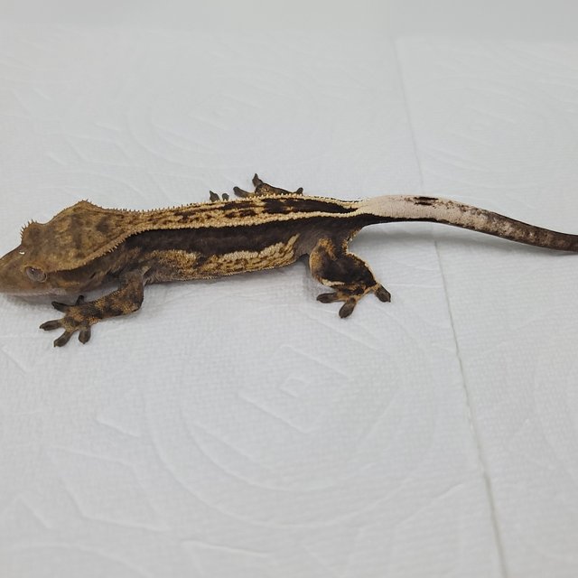 슈퍼스트라이프