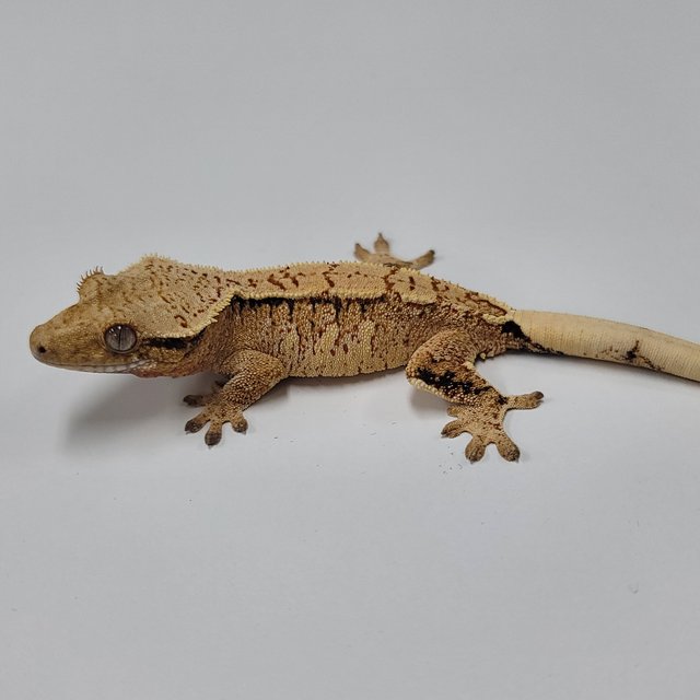 화이트핀 트라이 익스트림할리퀸