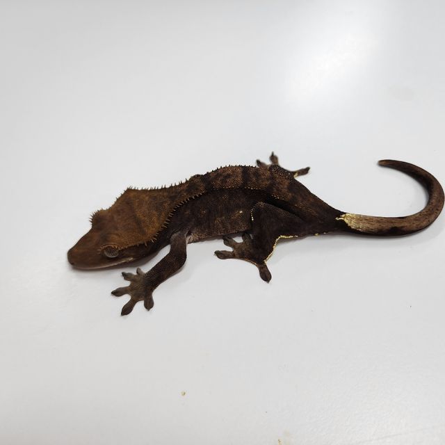 챠콜 알티