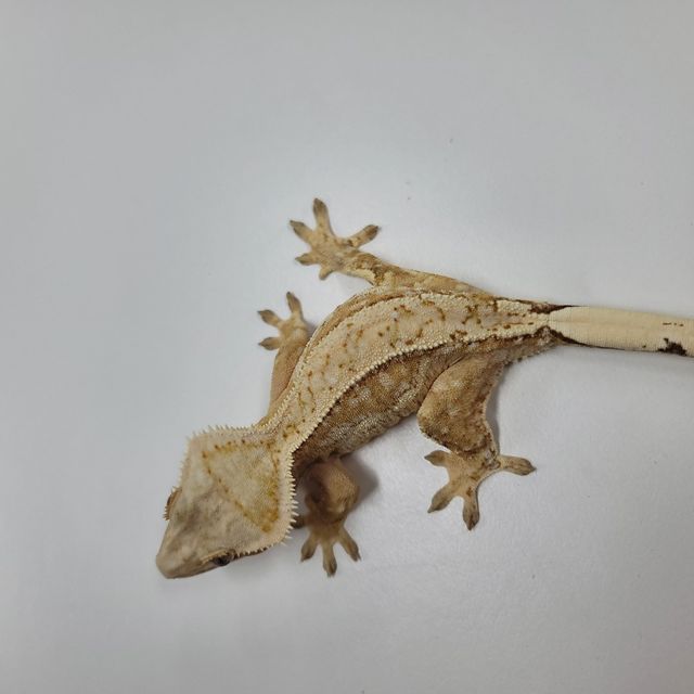 크림시클
