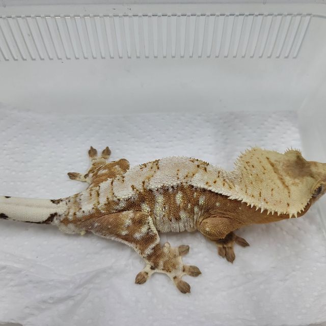 크림시클