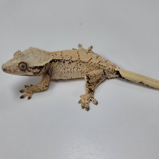 드리피 화이트스팟