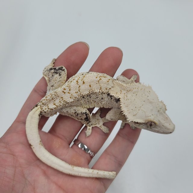 드리피 화이트스팟