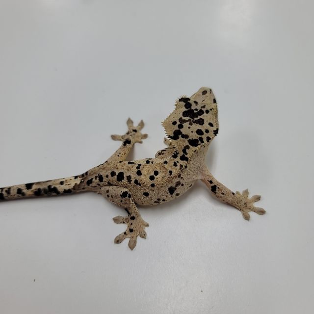 슈퍼달마시안