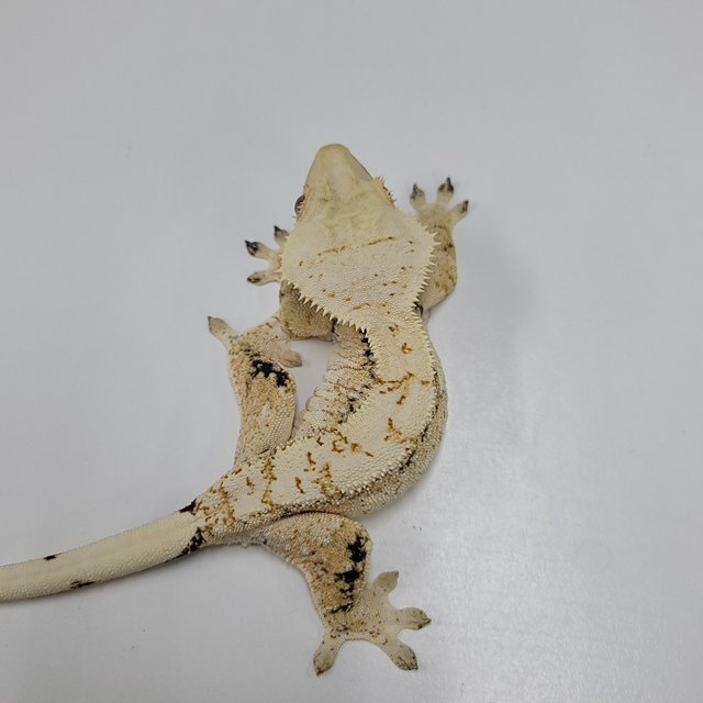 드리피 화이트스팟