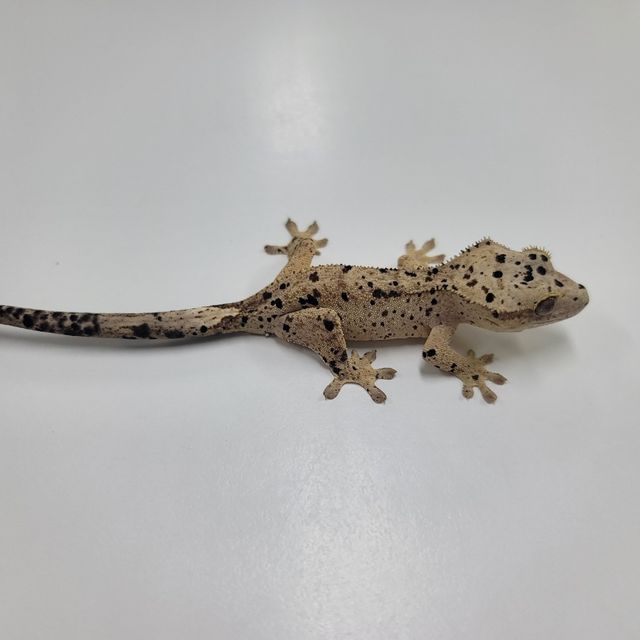 슈퍼달마시안