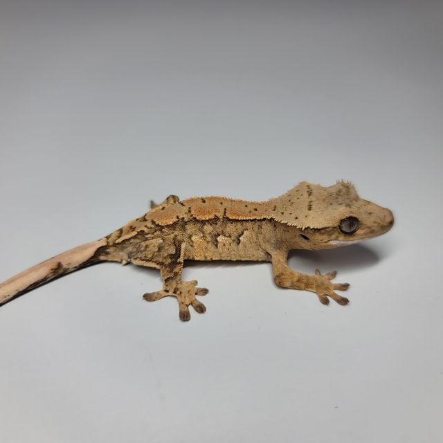 크림시클