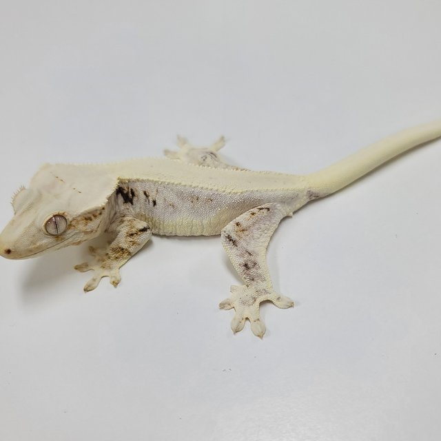 솔리드백 릴리화이트