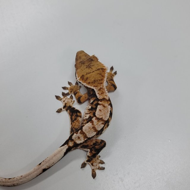 텐저린 트라이 익스트림할리퀸