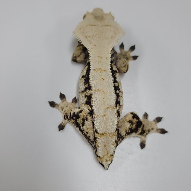 트라이 익스트림할리퀸