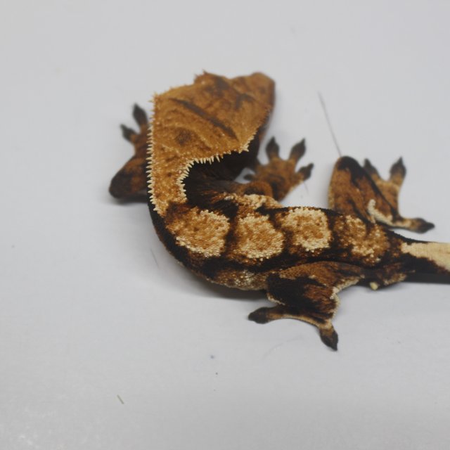 텐저린 트라이 익스트림할리퀸