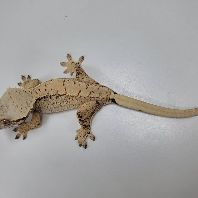 드리피 화이트스팟