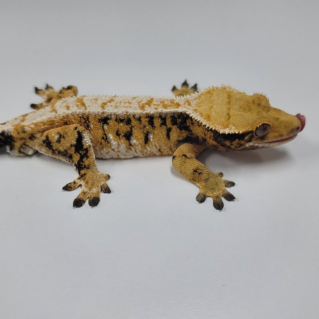 트라이 익스트림할리퀸