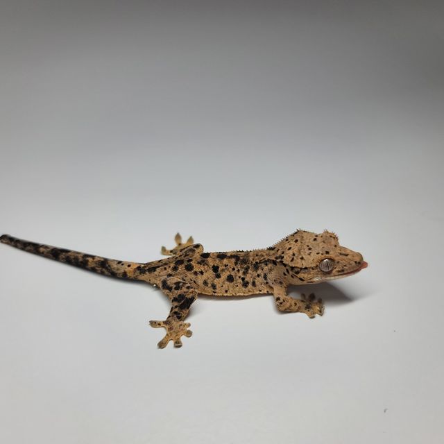 슈퍼달마시안