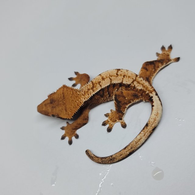 텐저린 트라이 익스트림할리퀸