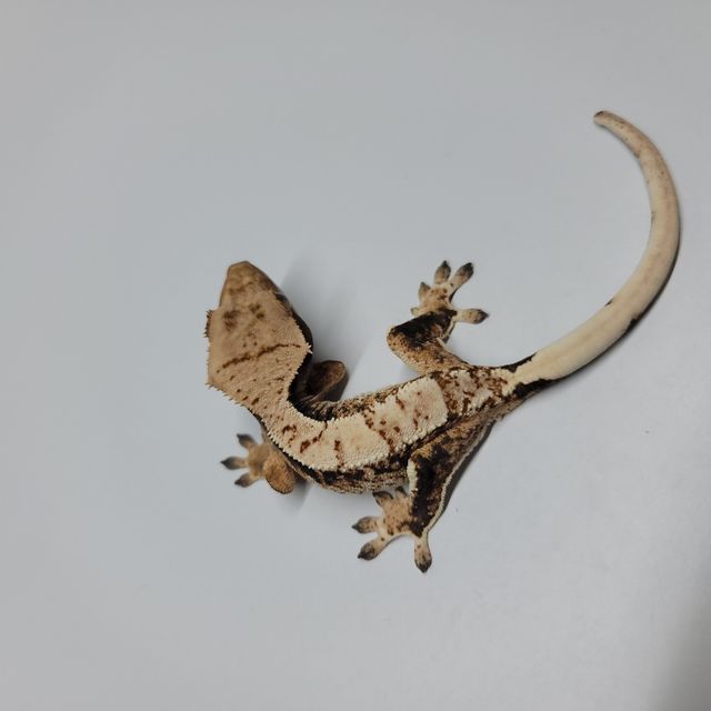 트라이 익스트림할리퀸