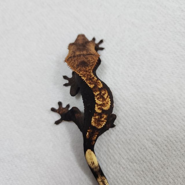챠콜 할리퀸