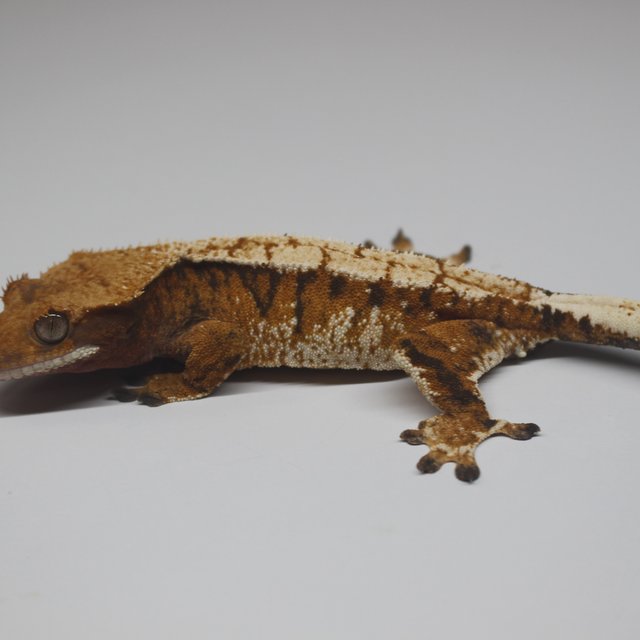 텐저린 트라이 익스트림할리퀸