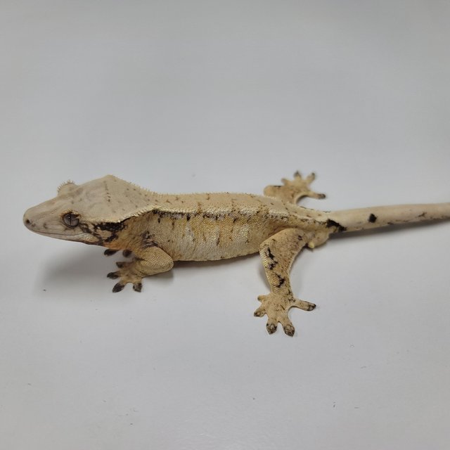 드리피 화이트스팟