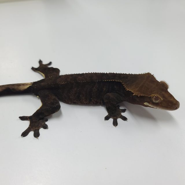 알티 챠콜