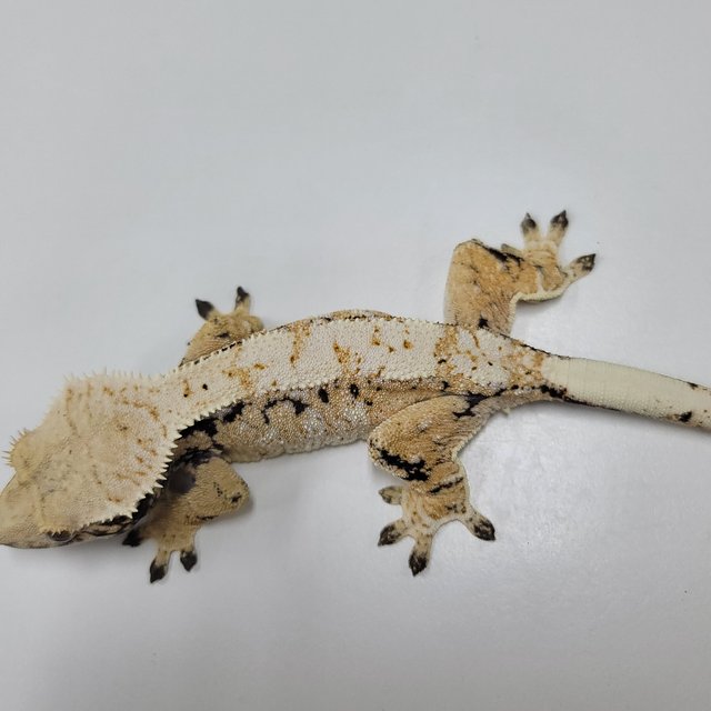 트라이 익스트림할리퀸