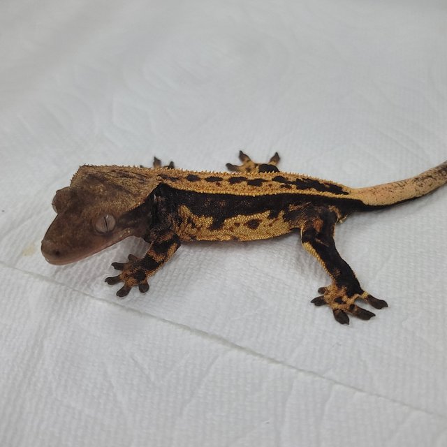 슈퍼스트라이프