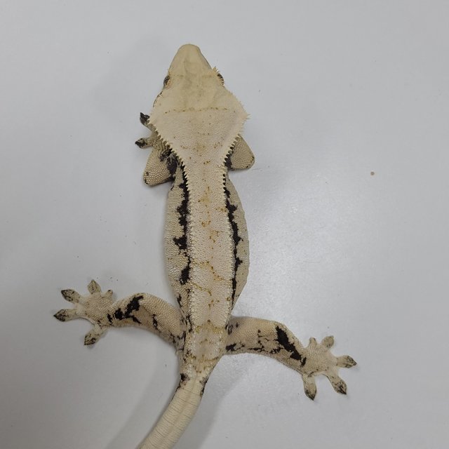 드리피 화이트스팟