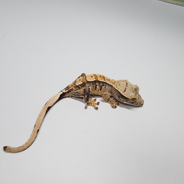 트라이 익스트림할리퀸