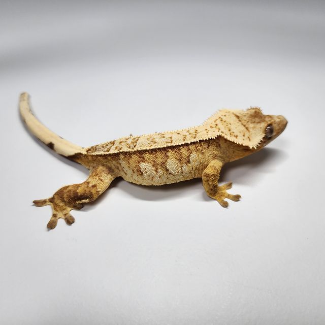 트라이 익스트림할리퀸